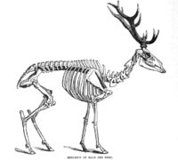 200px-RedDeerSkelLyd2.png