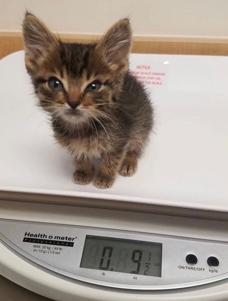 HE4uzF8MFpc.jpg?size=736x972&quality=96&