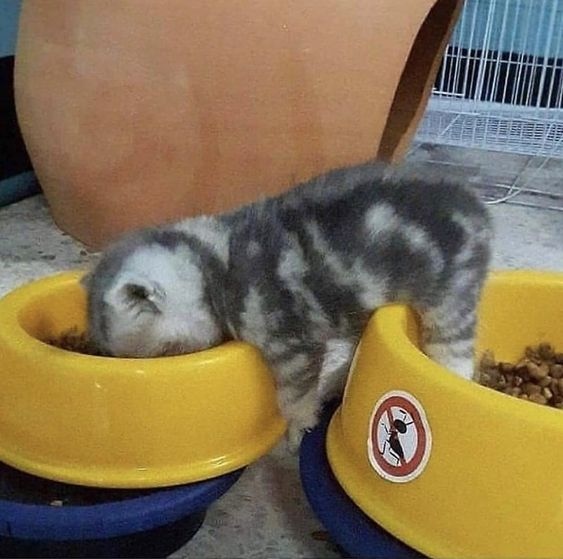 00KtJAgGOW8.jpg?size=563x559&quality=96&