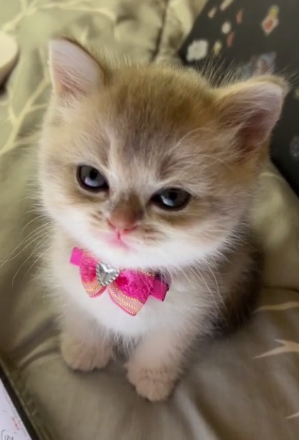 KTl2tKZ48GU.jpg?size=425x625&quality=96&