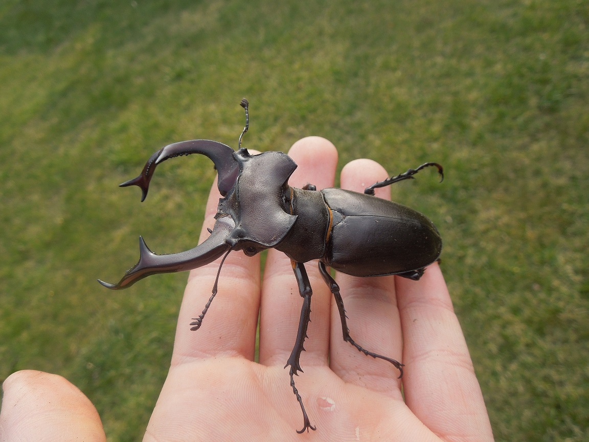 Lucanus_cervus_judaicus_2.JPG