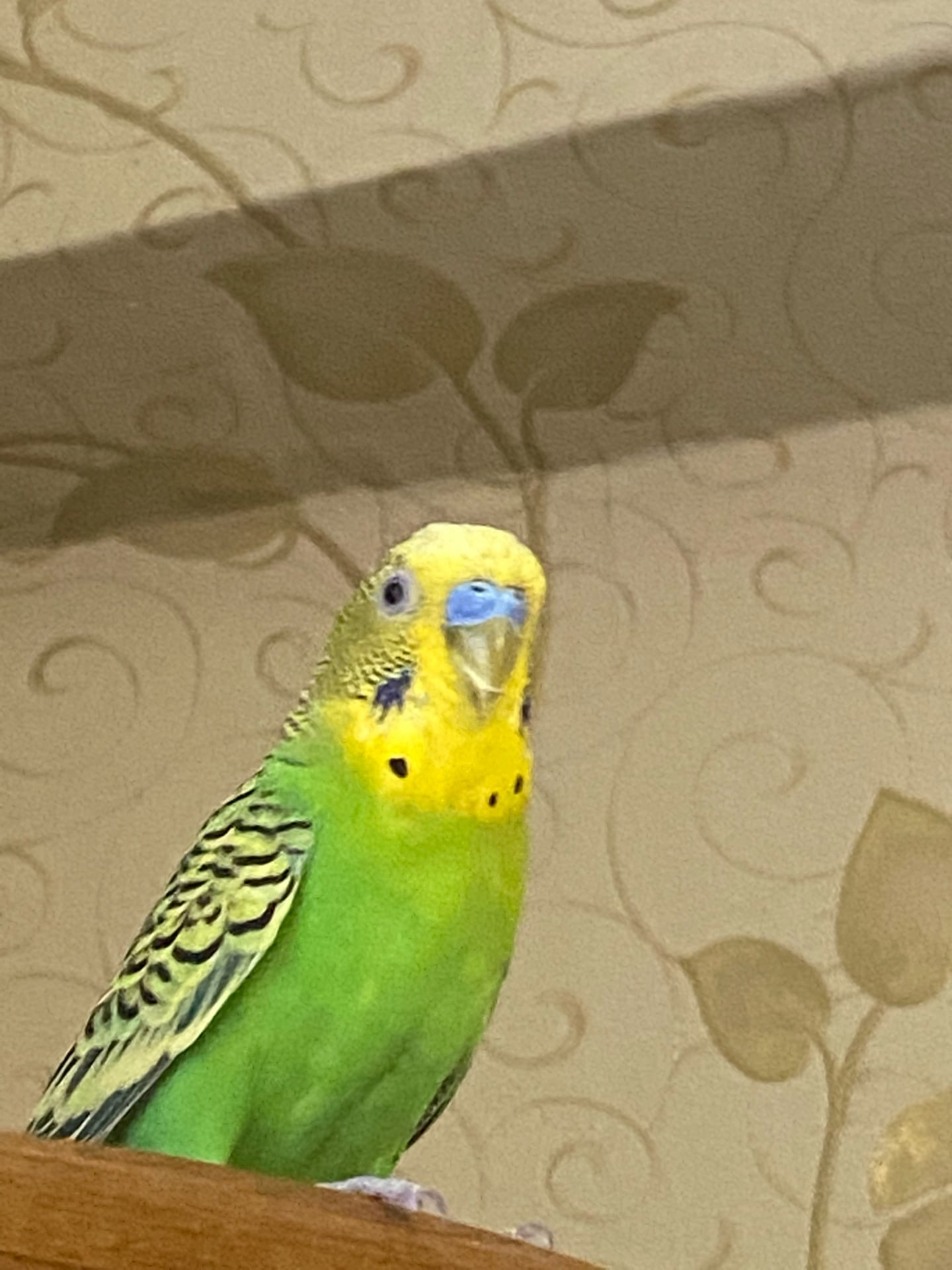 HjlgATWWKb0.jpg?size=1440x1920&quality=9