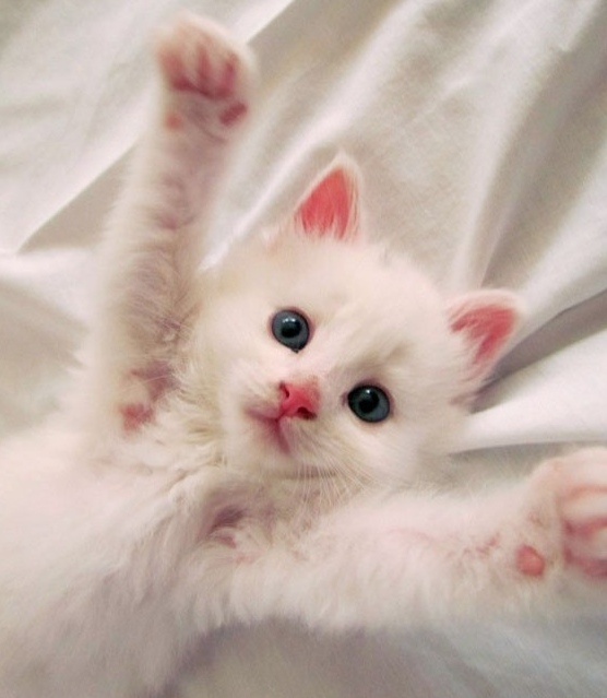 CdRx4y9Ycvc.jpg?size=556x639&quality=96&sign=8e66ad683f60576a0168a529a877daf3&type=album