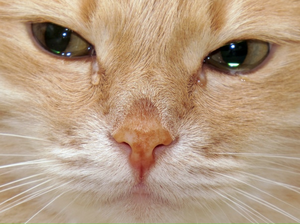 roOfgnByBWo.jpg?size=604x453&quality=96&