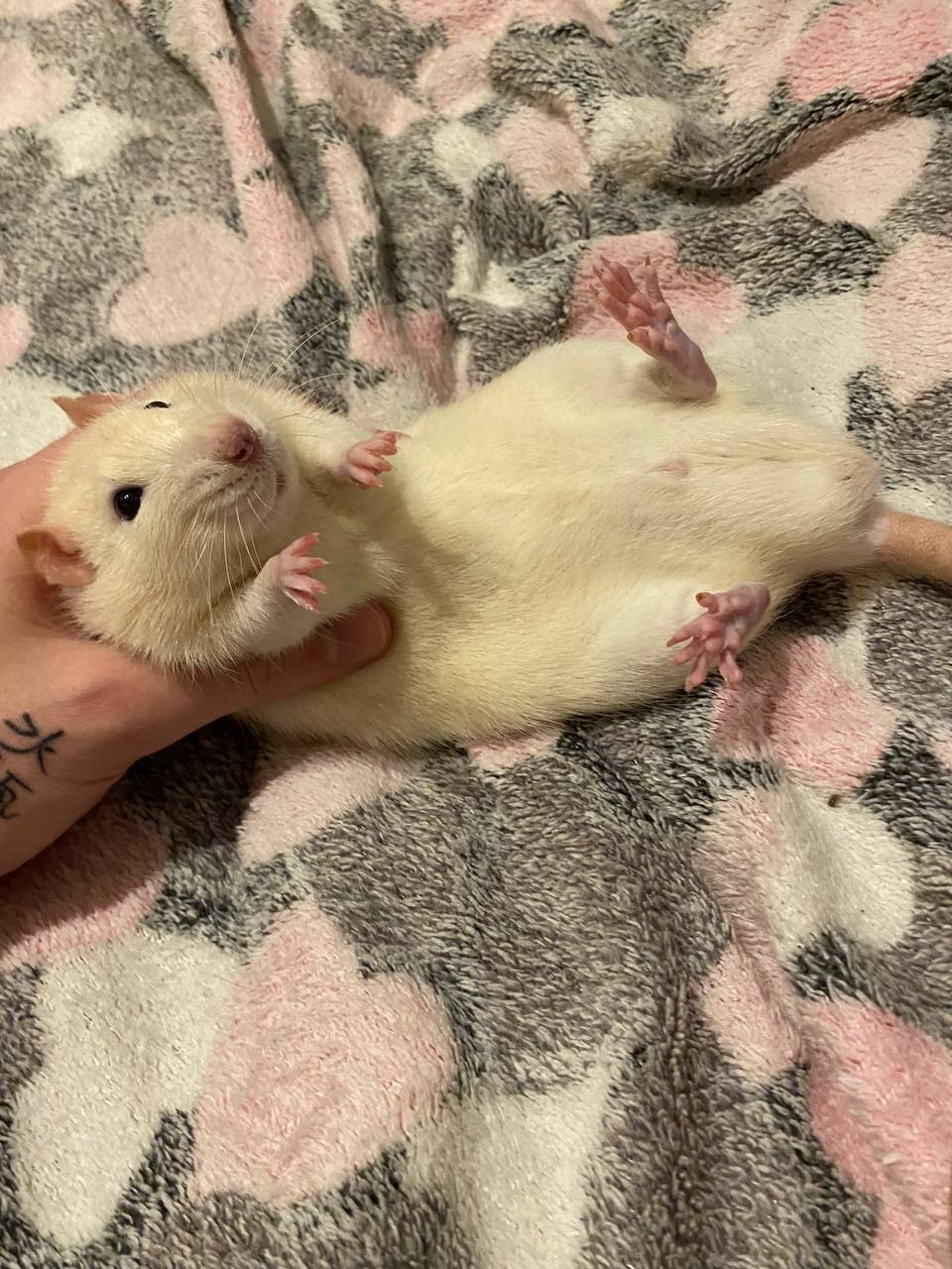 Z3Cwuh3B27qfe_5jjGKWOgrRjtZ_B2xqGGXHPY7U