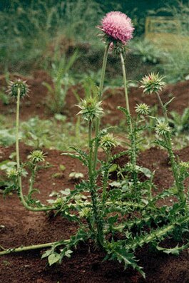 265px-Musk_thistle.jpg