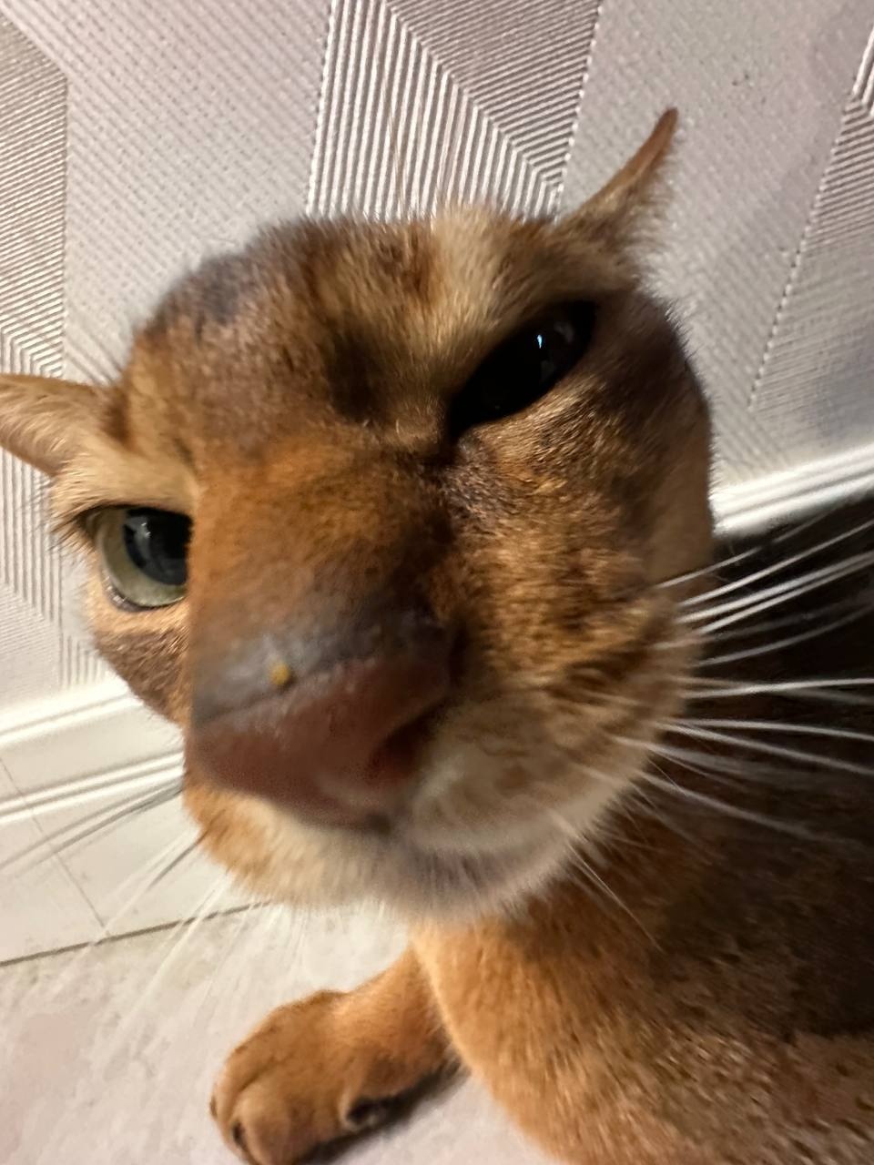 9rtn6XgA3dg.jpg?size=960x1280&quality=96