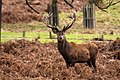 120px-Red_Deer_Stag.jpg