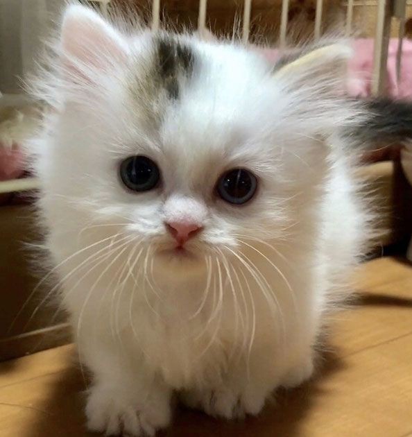 Ay936ayLg78.jpg?size=594x630&quality=96&