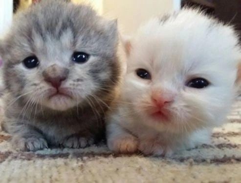 n558zoq-B-4.jpg?size=493x375&quality=96&