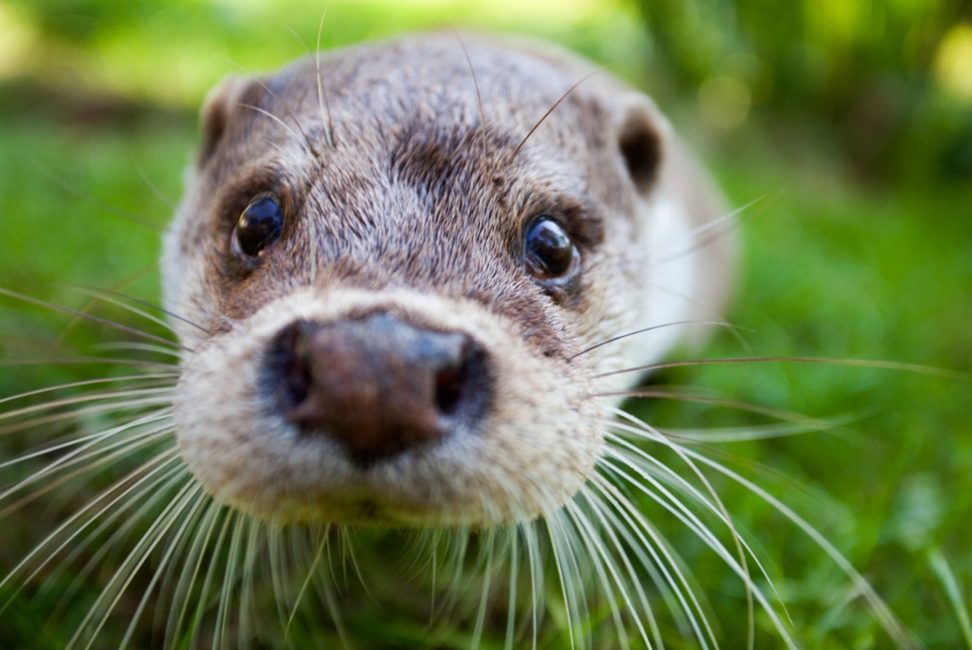 6_8jrvJa6pU.jpg?size=1371x917&quality=96