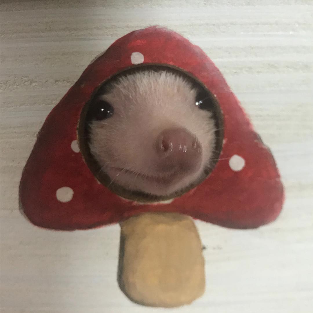 oFlV7RYcRNLR038iZN6dYGOvhyqZA7VcSkzdTo4v