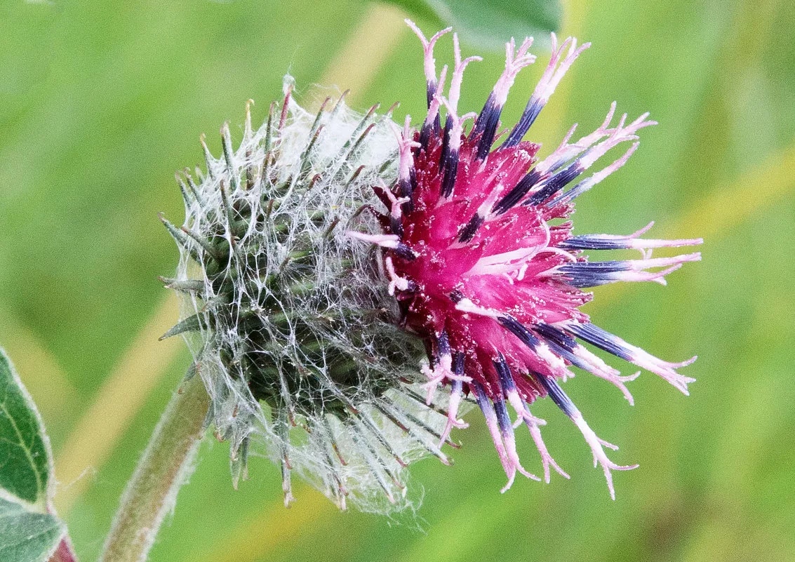 _fDLotlXxy0.jpg?size=1133x801&quality=96