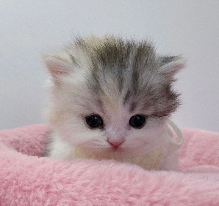 WHRjuMWVGvo.jpg?size=736x694&quality=96&sign=b85b0c46e70a06da455f3bef84d851f5&type=album