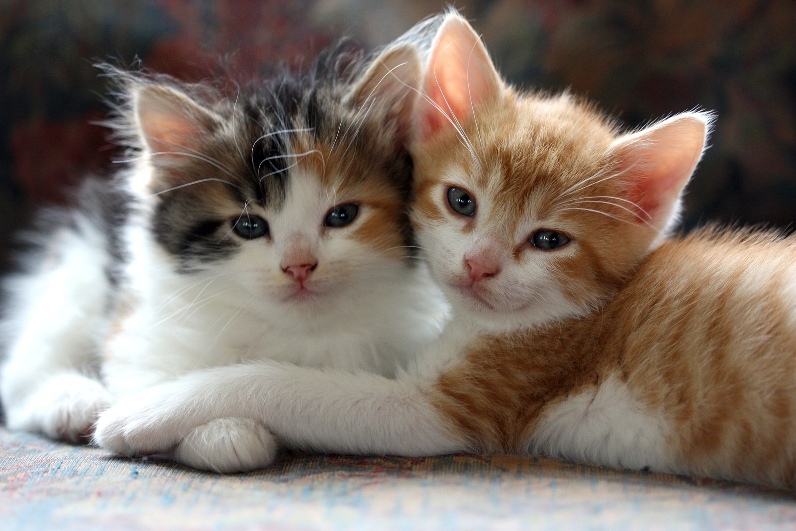 two-kittens-cross-paws-SW.jpg