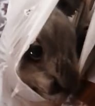 xz6os0jTw6Y.jpg?size=185x207&quality=95&