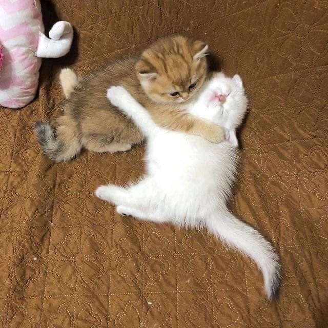 C1aubY-jk8c.jpg?size=640x640&quality=96&