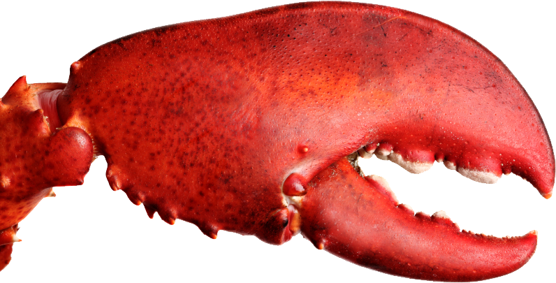 lobster_PNG14263.png