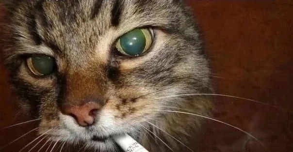 E0bWu2Gvfvk.jpg?size=604x314&quality=95&