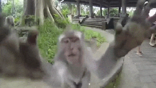 monkey-90.gif