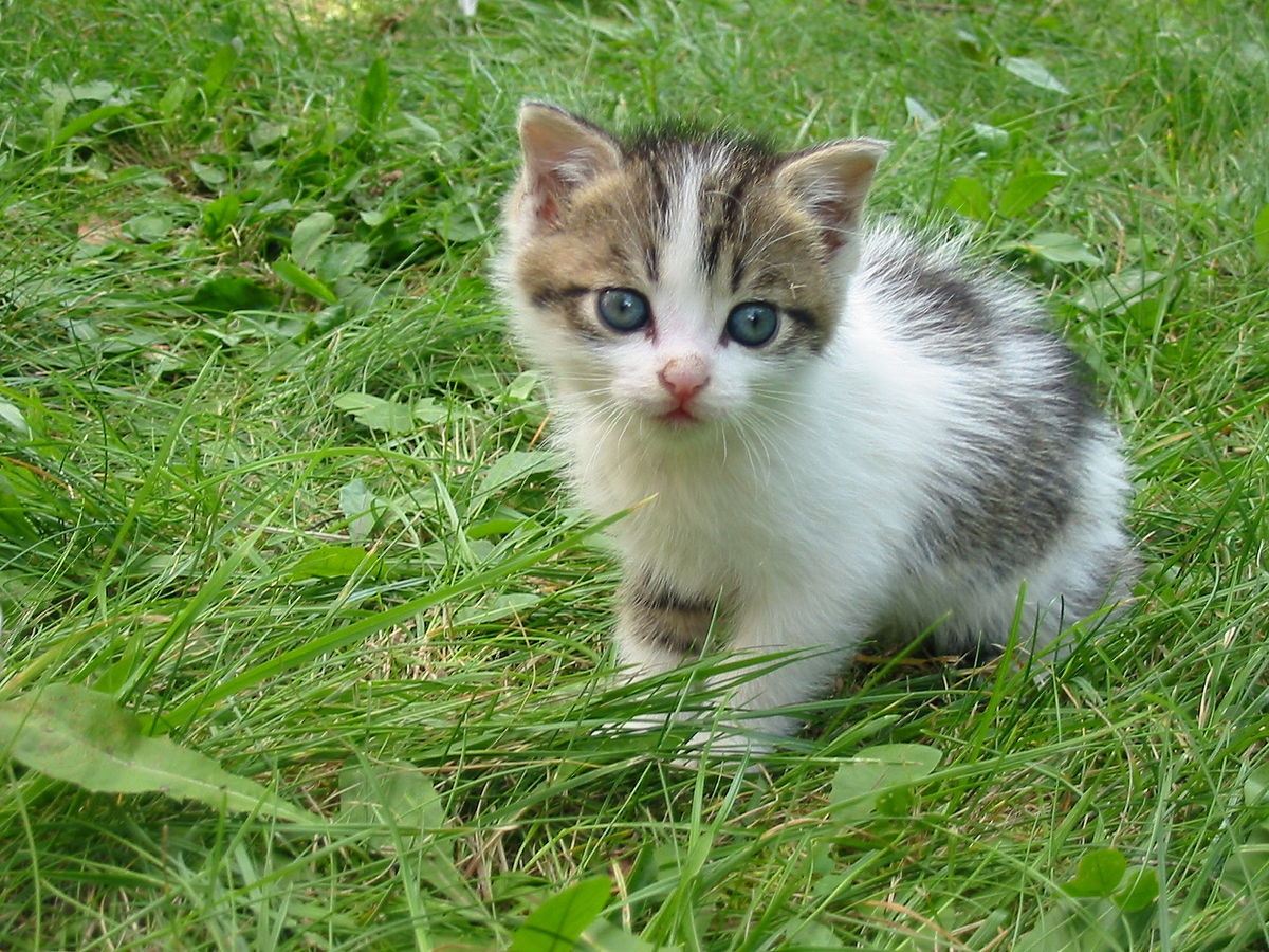 5ZvbdG3JxnI.jpg?size=1200x900&quality=96