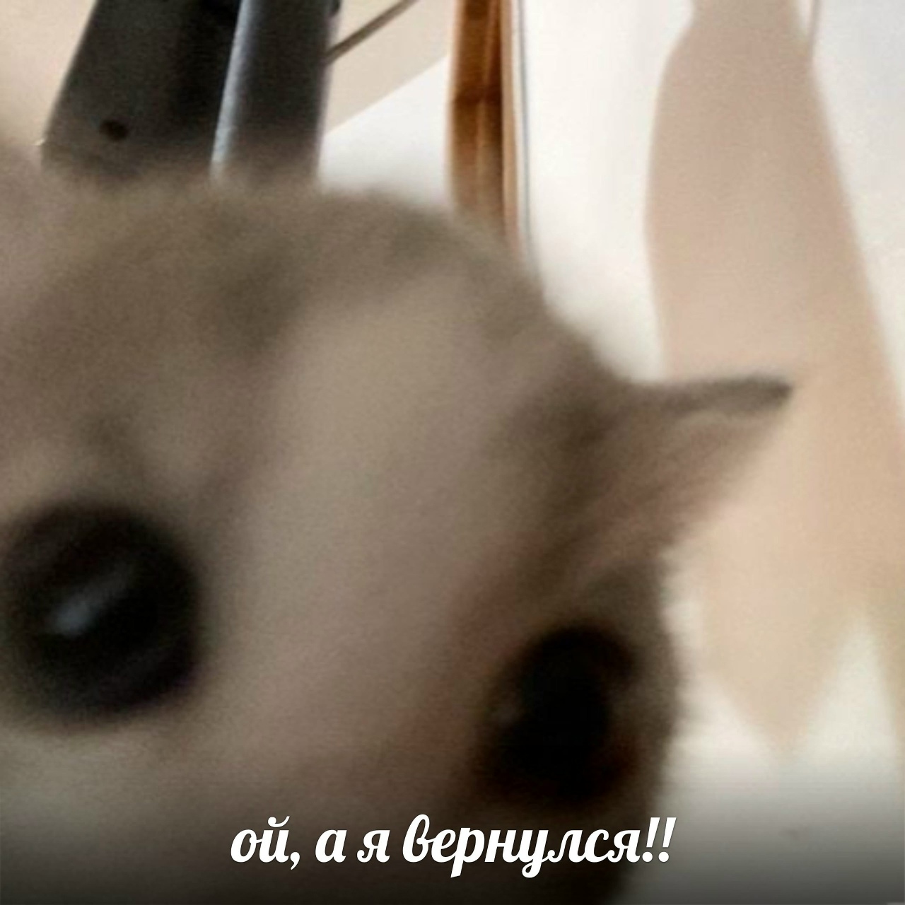 v9sD8jujuOQ.jpg?size=1280x1280&quality=9