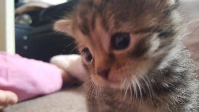 zC7Z56Vy4xw.jpg?size=664x374&quality=95&