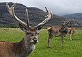 120px-Red_deer_stag.jpg