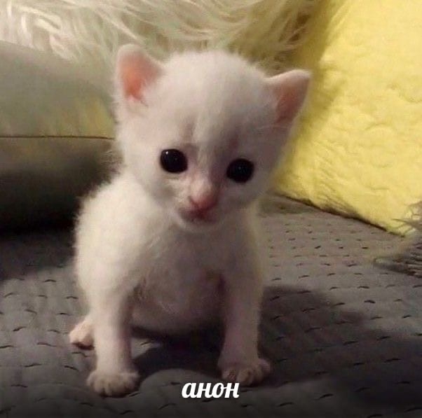 zFT833aDdlk.jpg?size=602x597&quality=95&