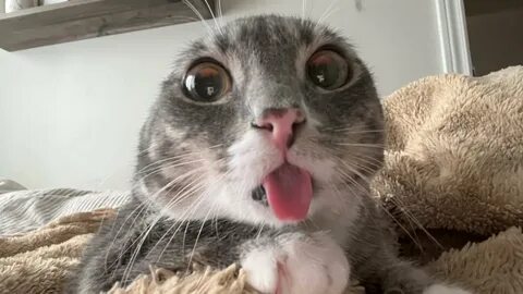 i?id=cd149435ed0df109623ab62a6ad994744bafe97d-4103337-images-thumbs&n=13