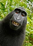 110px-Macaca_nigra_self-portrait.jpg