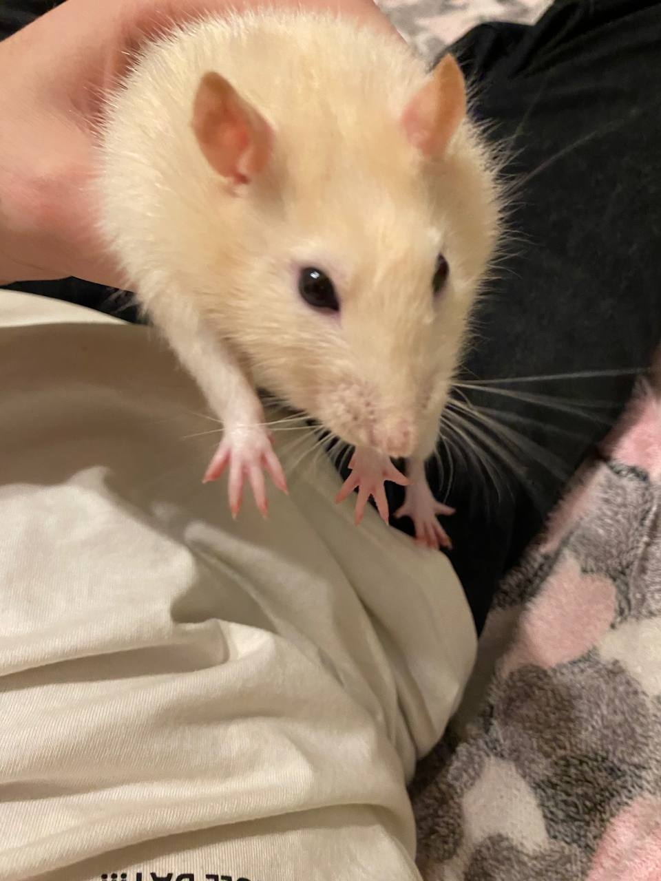 d2KWU_tpOORUC-pzzsoQzyJ-G6fkldmPxriWVABh