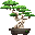 bonzai.png