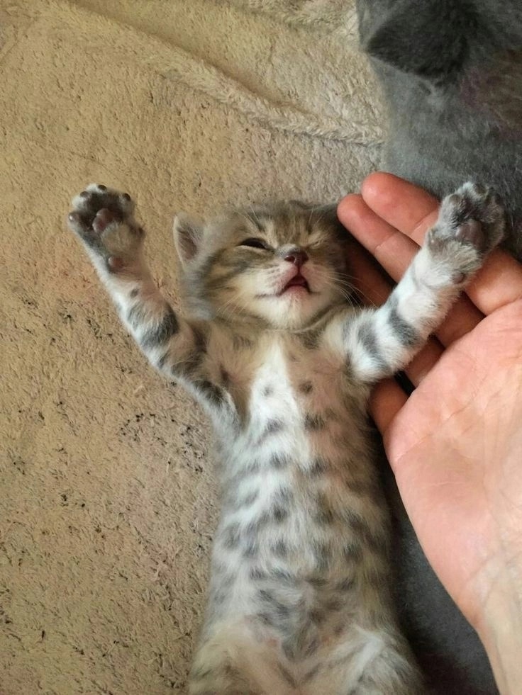 Ie1mtpW9BI4.jpg?size=736x981&quality=96&