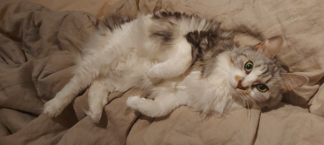 wwM9QyeiI0Q.jpg?size=1080x485&quality=96