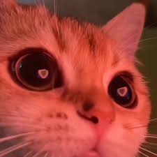 images?q=tbn:ANd9GcREXHkSiDJj-d_zQm9fd9D