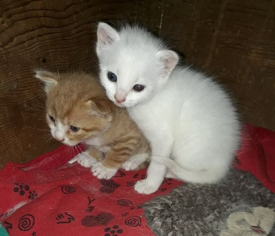 WtOQFWoq6eM.jpg?size=563x483&quality=96&