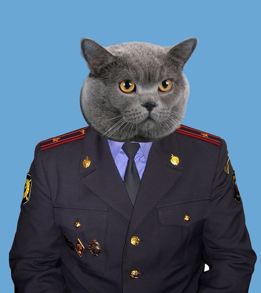 vFK6jG_trRs.jpg?size=534x600&quality=95&