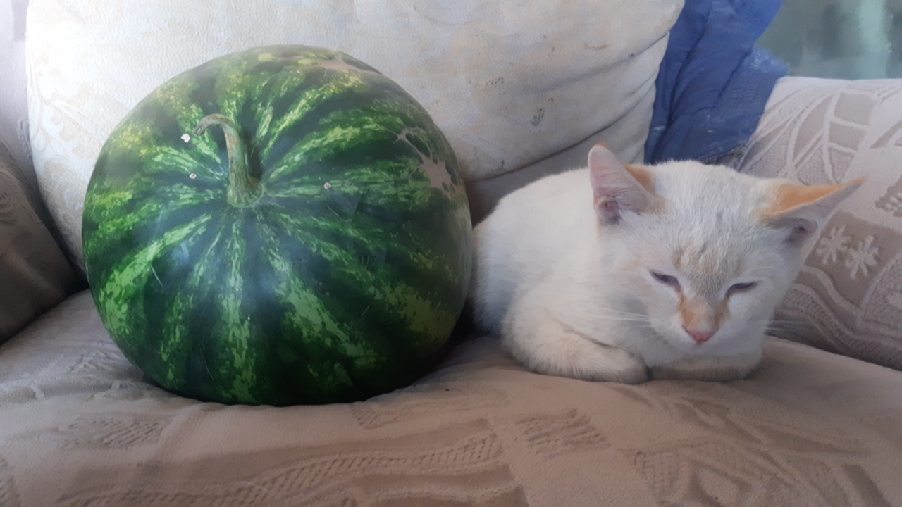 7x3NZw7ip0k.jpg?size=1280x720&quality=95