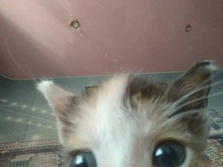 j9msWmc4zKQ.jpg?size=736x552&quality=95&