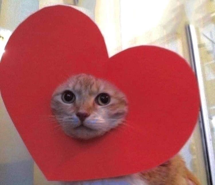 Ks8CqMVS3SI.jpg?size=750x645&quality=95&