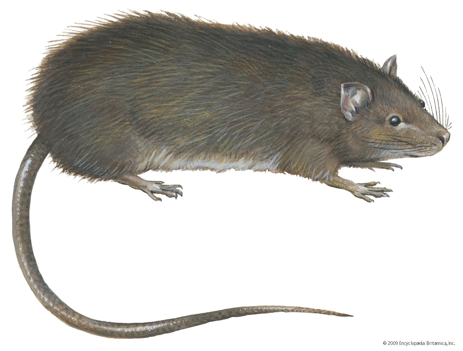 Greater-bandicoot-rat.jpg
