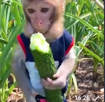 DSMMMKsK_YM.jpg?size=206x200&quality=96&