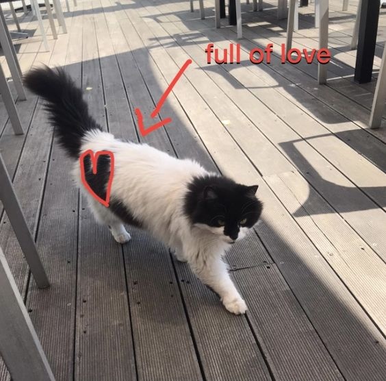 uAnpmUtbrz4.jpg?size=564x556&quality=96&