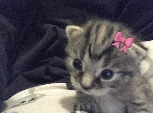 2rbwVOv9t_Q.jpg?size=604x447&quality=96&