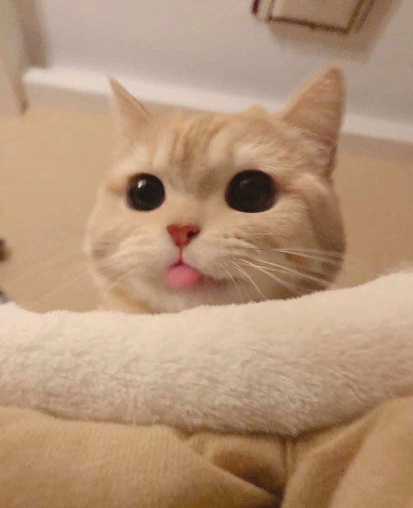 uOyoIa7aiN4.jpg?size=828x1019&quality=96