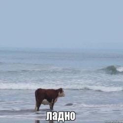 bGf9LlYmHGI.jpg?size=250x250&quality=96&