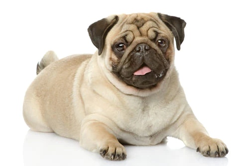 77_bpTuGIos.jpg?size=500x334&quality=96&