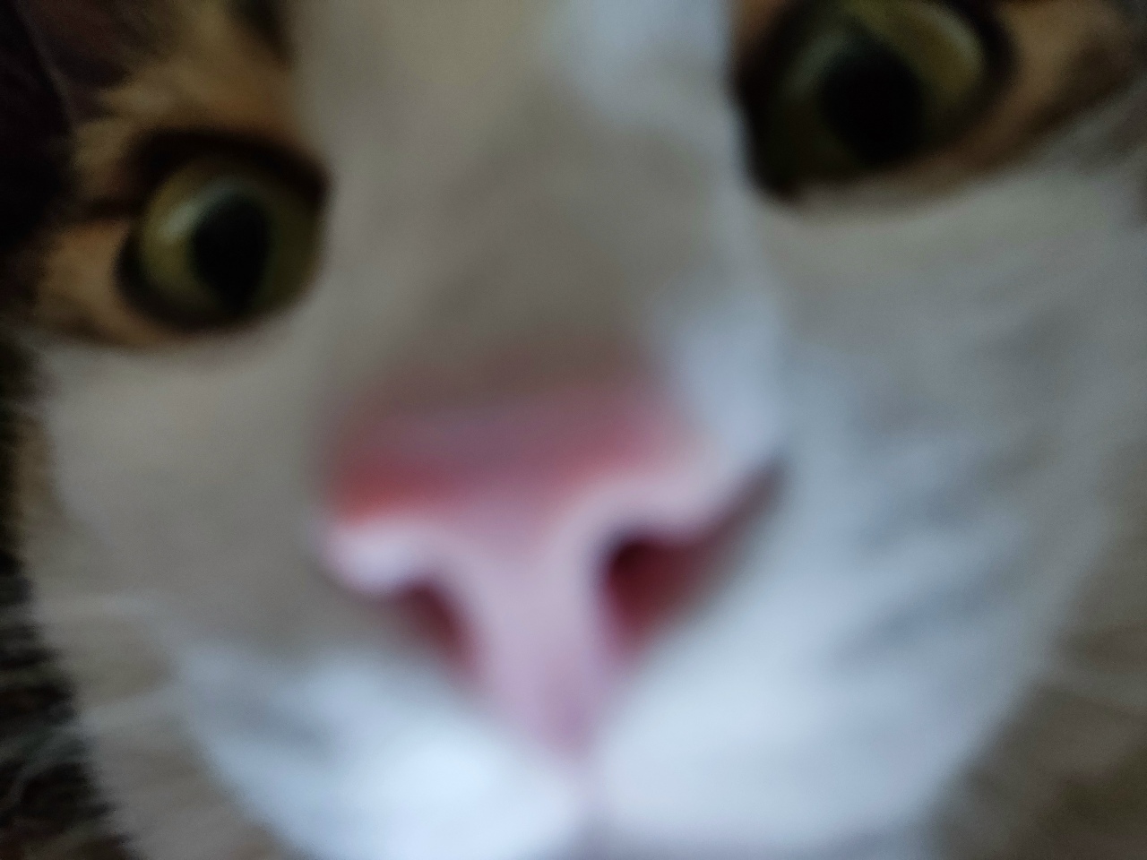 JnpzW-BGT1k.jpg?size=1280x960&quality=96