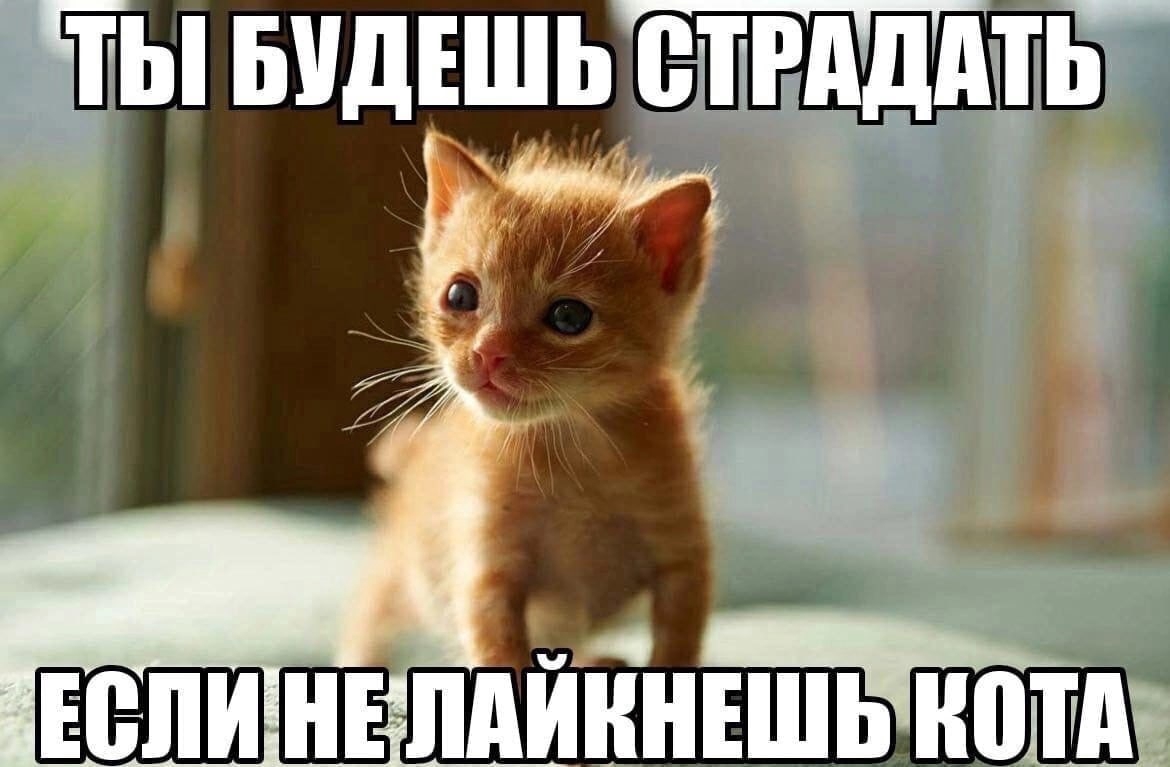 ooXwTEg3AcS4Y3q03McCcglBZ2uy-WSo4jL9HYFX